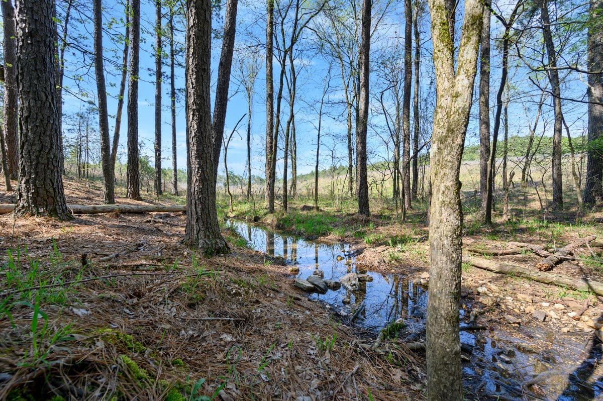 Creek next to cabin
