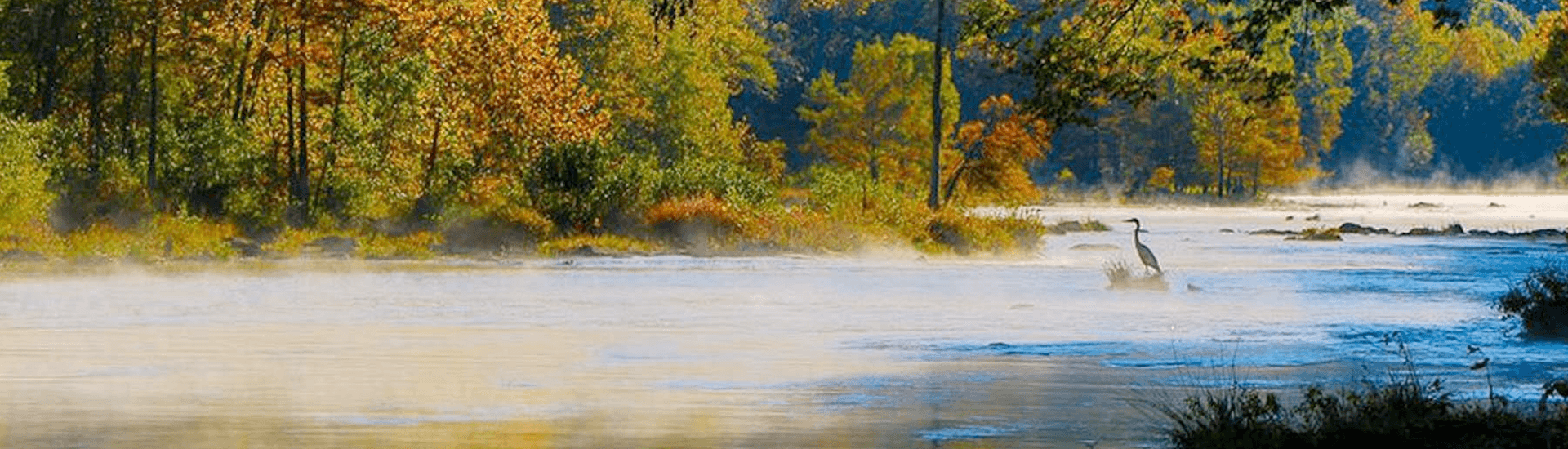 A serene river scene with lush trees and a heron amidst morning mist.