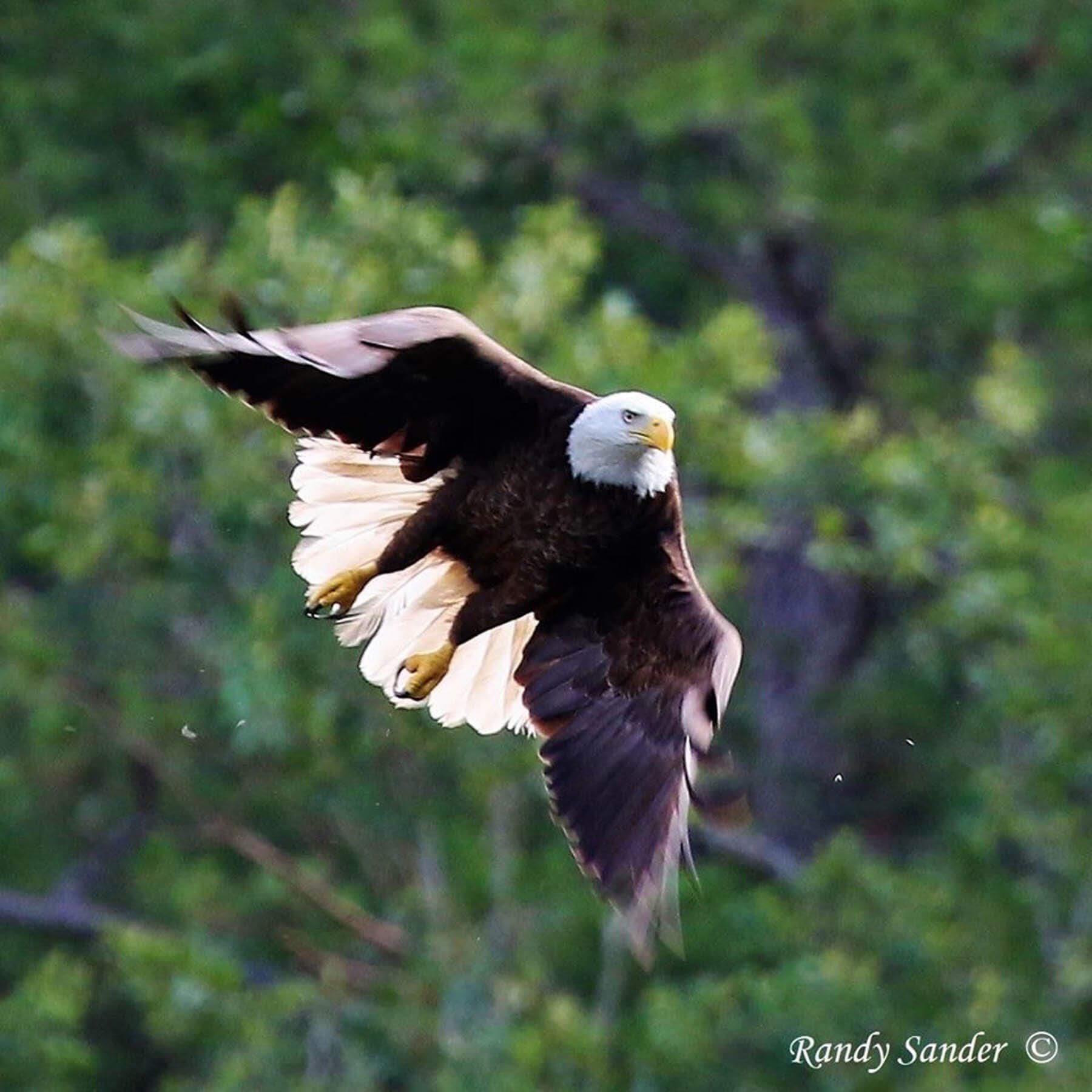 A bald eagle soaring with outstretched wings against a backdrop of green foliage.
