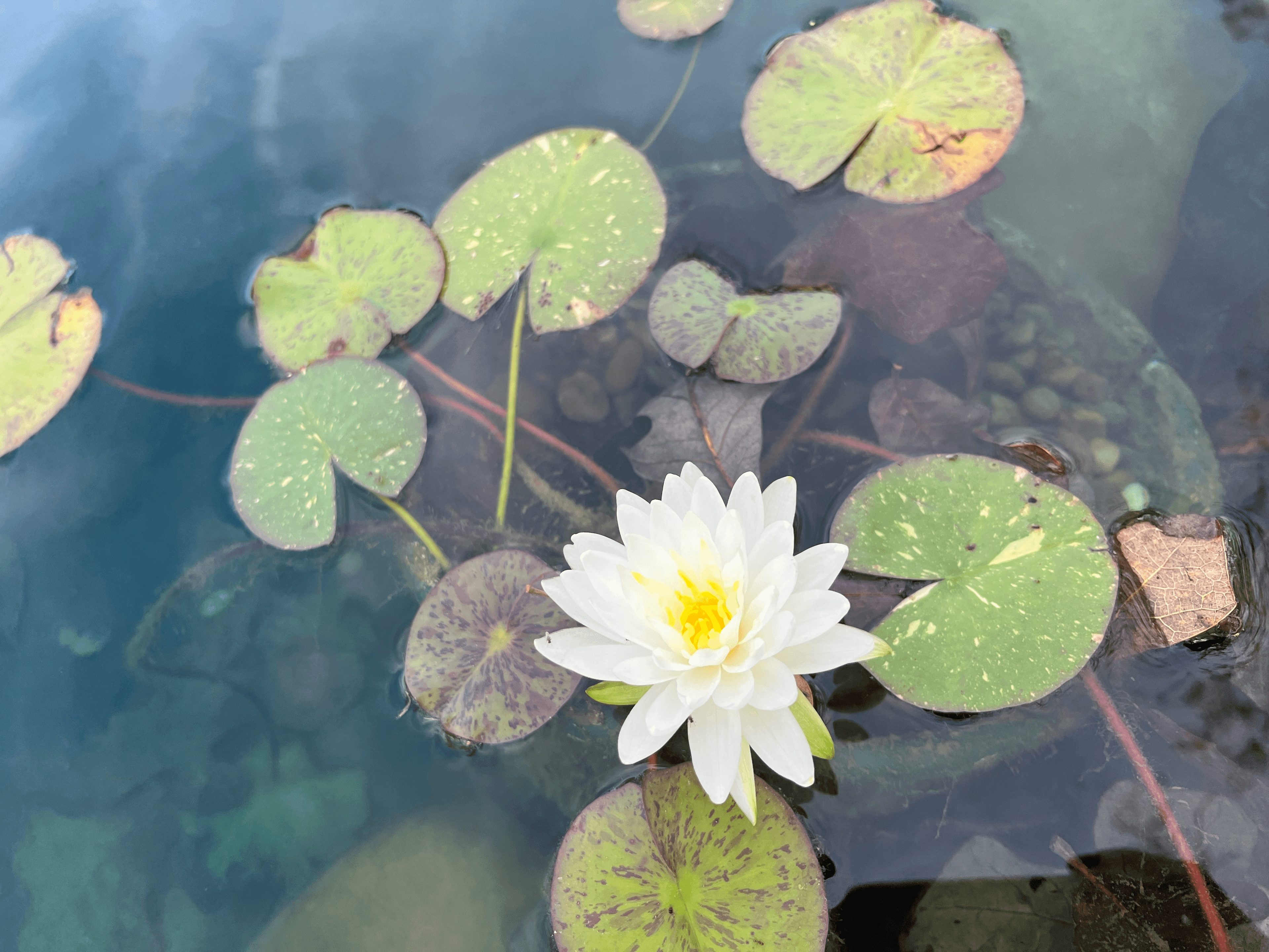 A white water lily blooms among green lily pads on the surface of a pond.