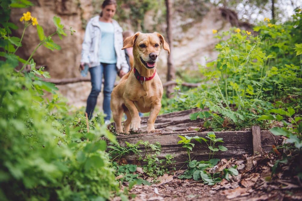 A happy dog walks along a wooded path, with a person in the background.