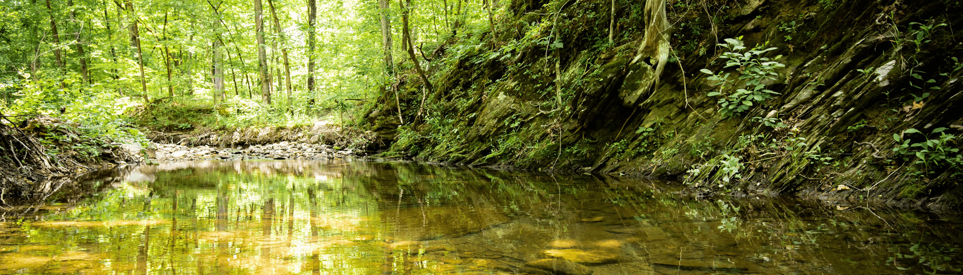 A tranquil forest stream reflecting lush greenery.