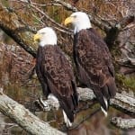 2 Eagles Photo by Randy Sander