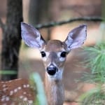 Deer Photo by Randy Sander