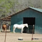 Horses at the Barn
