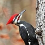 Woodpecker Photo by Randy Sander