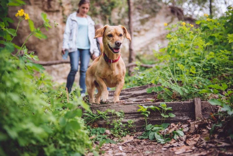 Things to Do in Broken Bow OK - Broken Bow Cabin Pet-Friendly