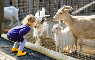 A little girl looking at animals at a petting zoo in Hochatown, OK.