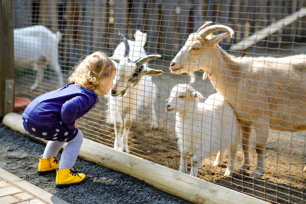 A little girl looking at animals at a petting zoo in Hochatown, OK.